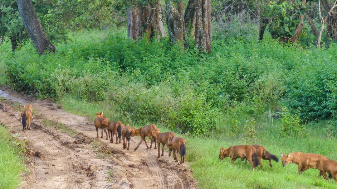 Bandipur Tiger Reserve And National Park